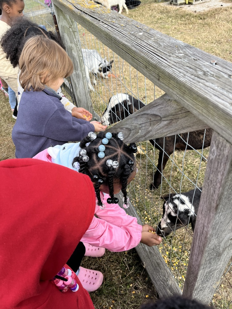 kids and goats