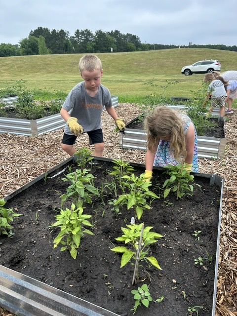 Our garden helpers are hard at work keeping the weeds away from our pepper plants so they can continue to grow and thrive! 🌱🫑 #SomersetSpartanPride 