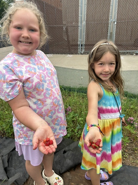 Fresh-picked strawberries and edible strawberry gnomes made for a sweet day in Garden to Give! 🍓 #SomersetSpartanPride 