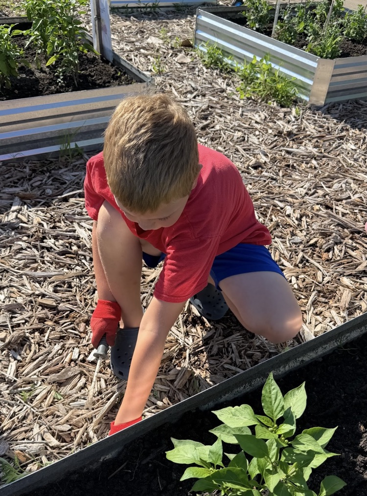 Mr. and Mrs. Klinger’s first grade day camp spent the day in the garden! 