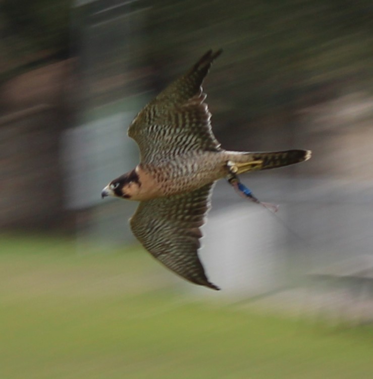Texas Parks and Wildlife Falcon presentation