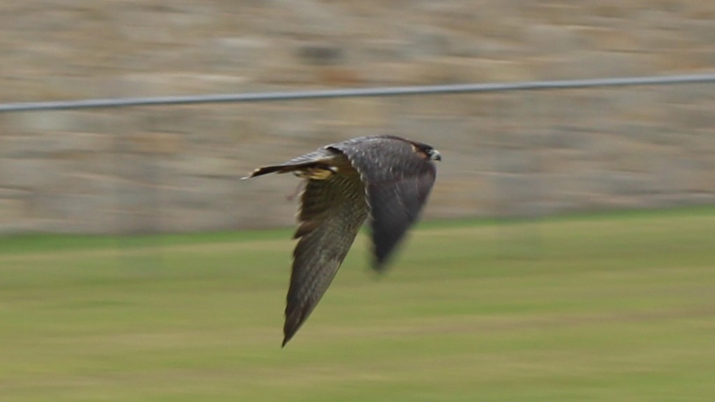 Texas Parks and Wildlife Falcon presentation