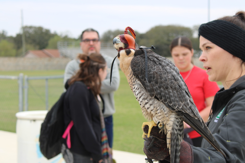 Crabcakes the falcon
