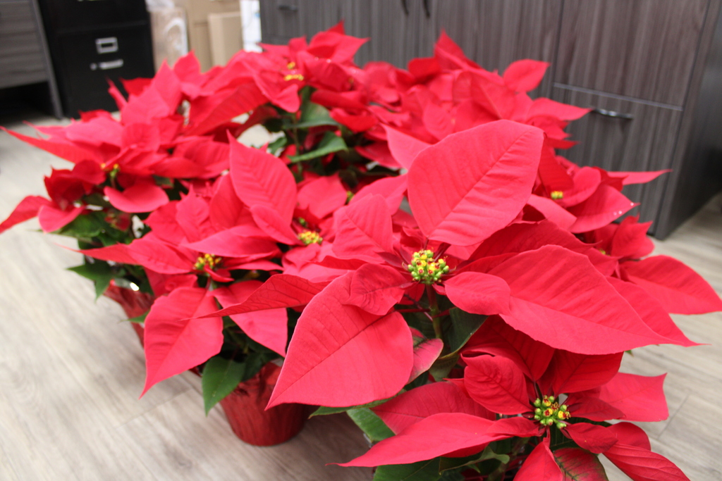 Poinsettias from Down Home Ranch