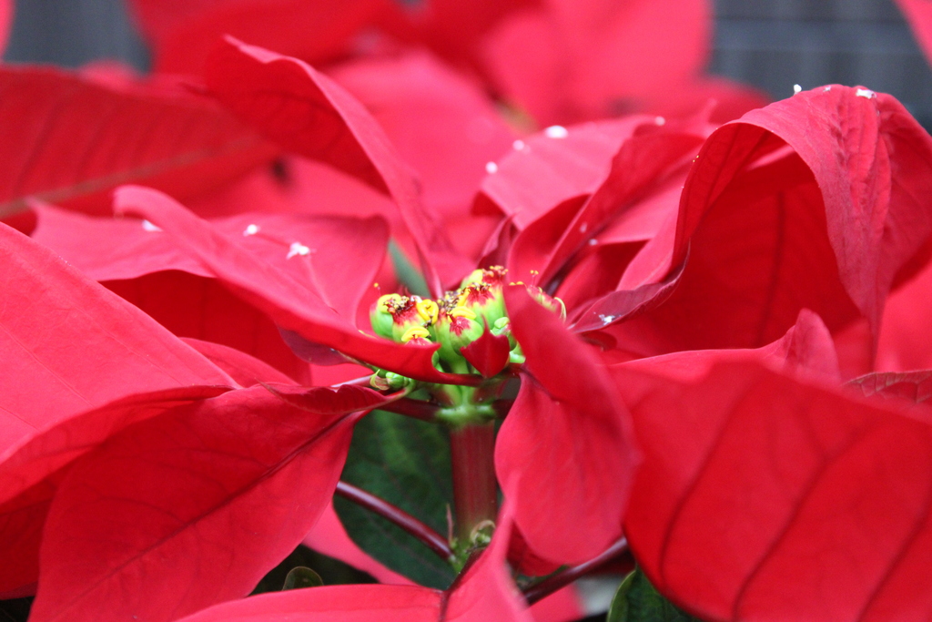 Poinsettias from Down Home Ranch