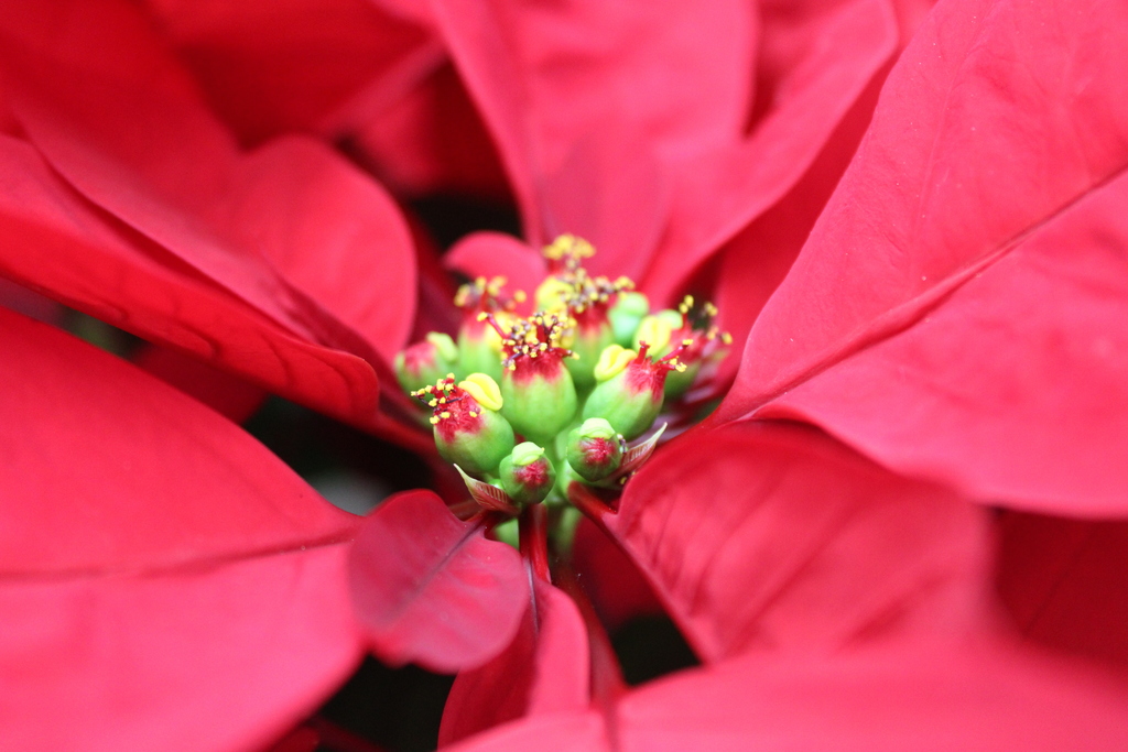Poinsettias from Down Home Ranch