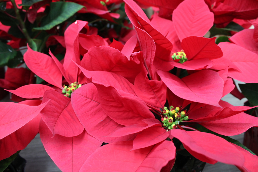 Poinsettias from Down Home Ranch