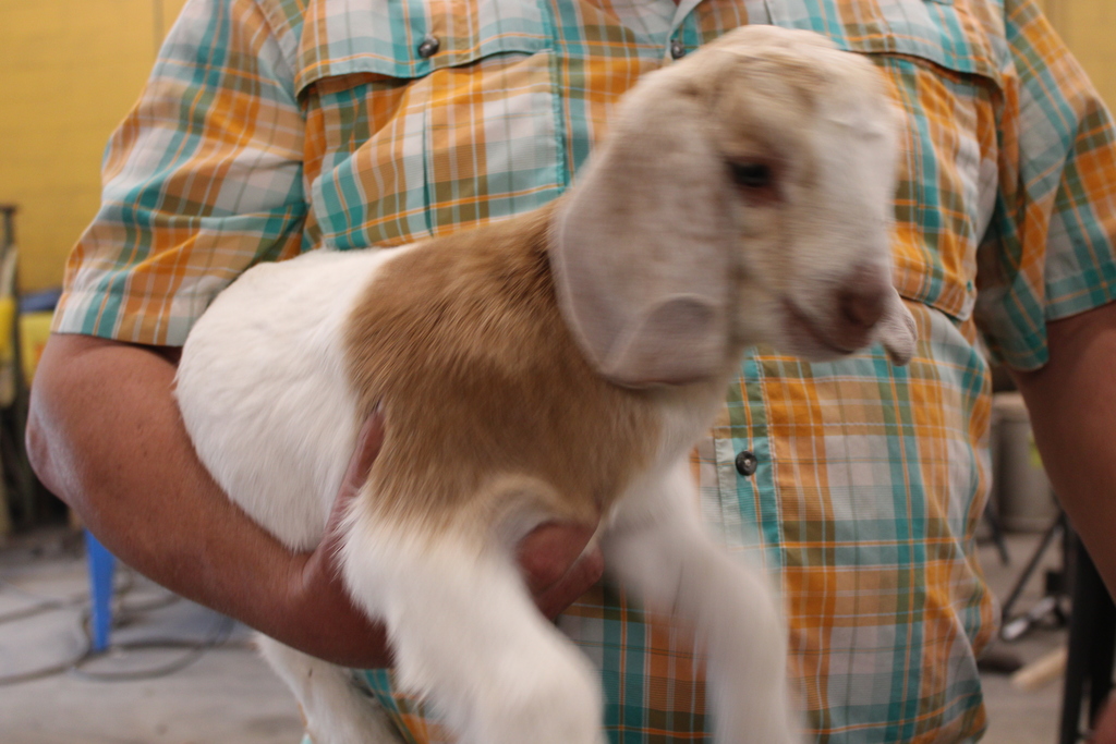 Baby Goat Lab