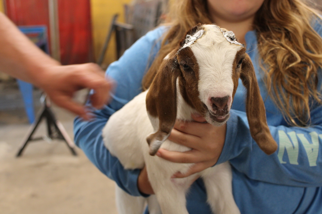 Baby Goat Lab