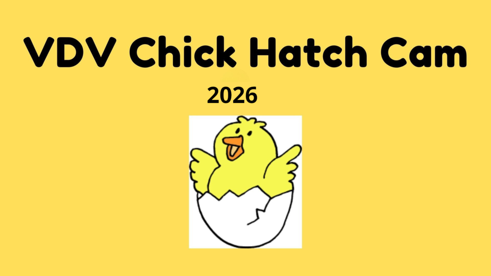 VDV Chick Hatch Cam 2024
