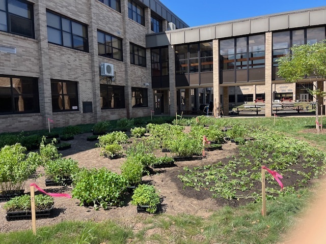 rain garden