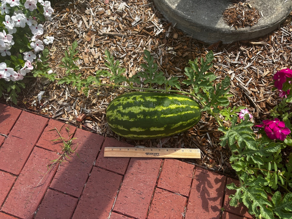 Large Watermelon Measuirng 12in 