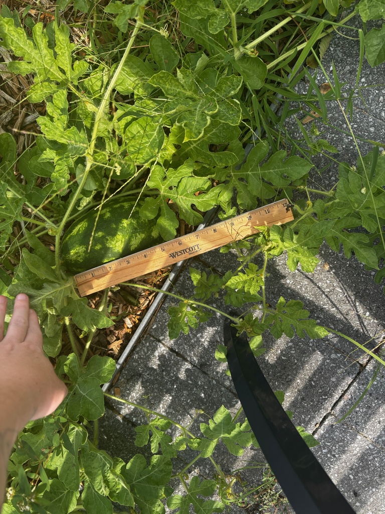 Small Watermelon Measuring 6in
