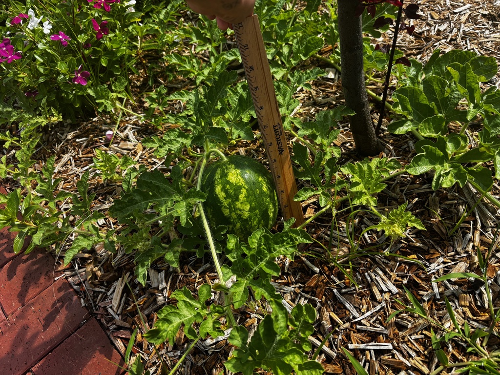 Small Round Watermelon Measuring  5in