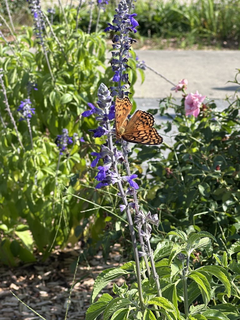 arboretum 