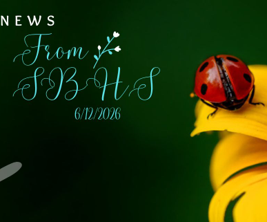 ladybug