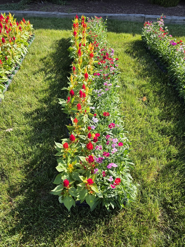 Mother's Day Plant Sale Today at BA.  $3 each  or 2 for $5