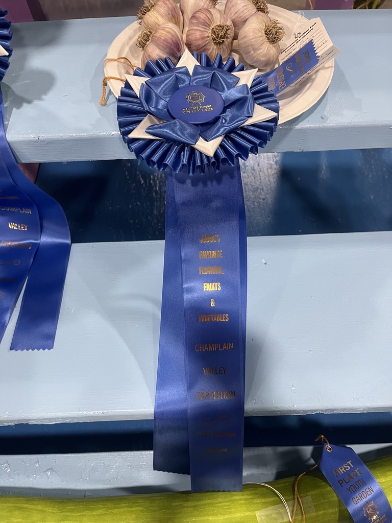 Blue ribbon with text hangs on a shelf with a plate of garlic. The background is a light blue surface.