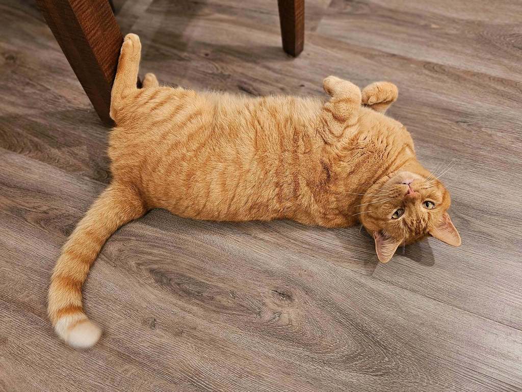 Jones cat