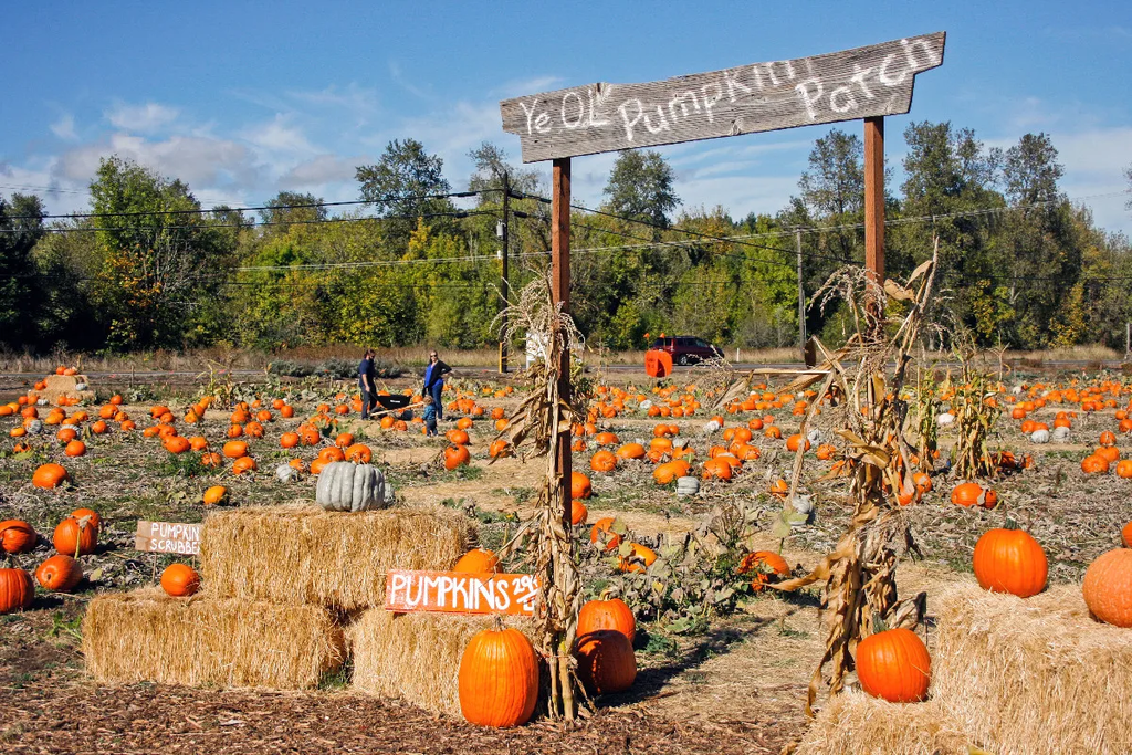 Pumpkin patch