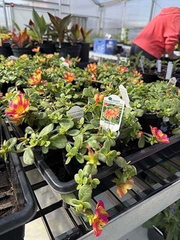 flowers