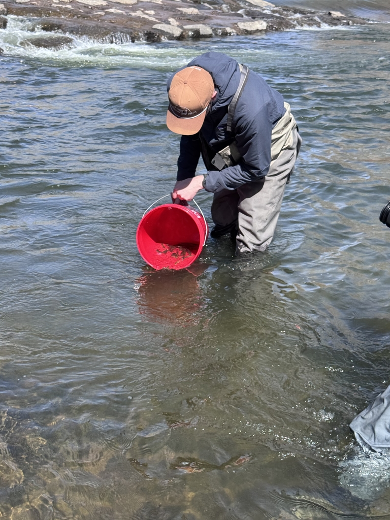 Photo: Trout Release