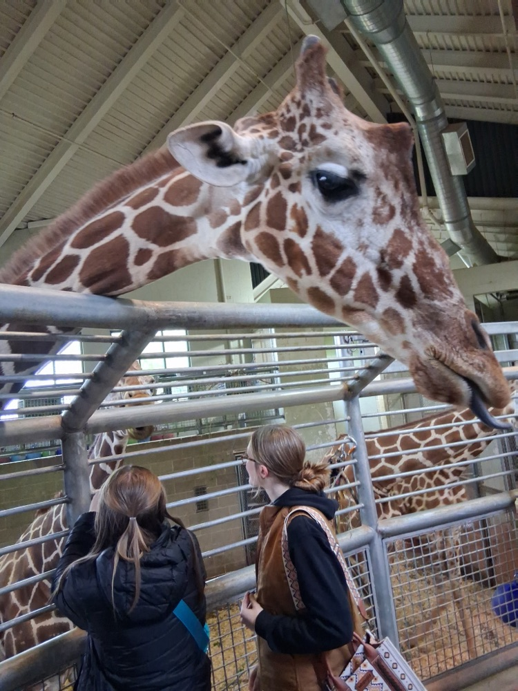 Giraffe
