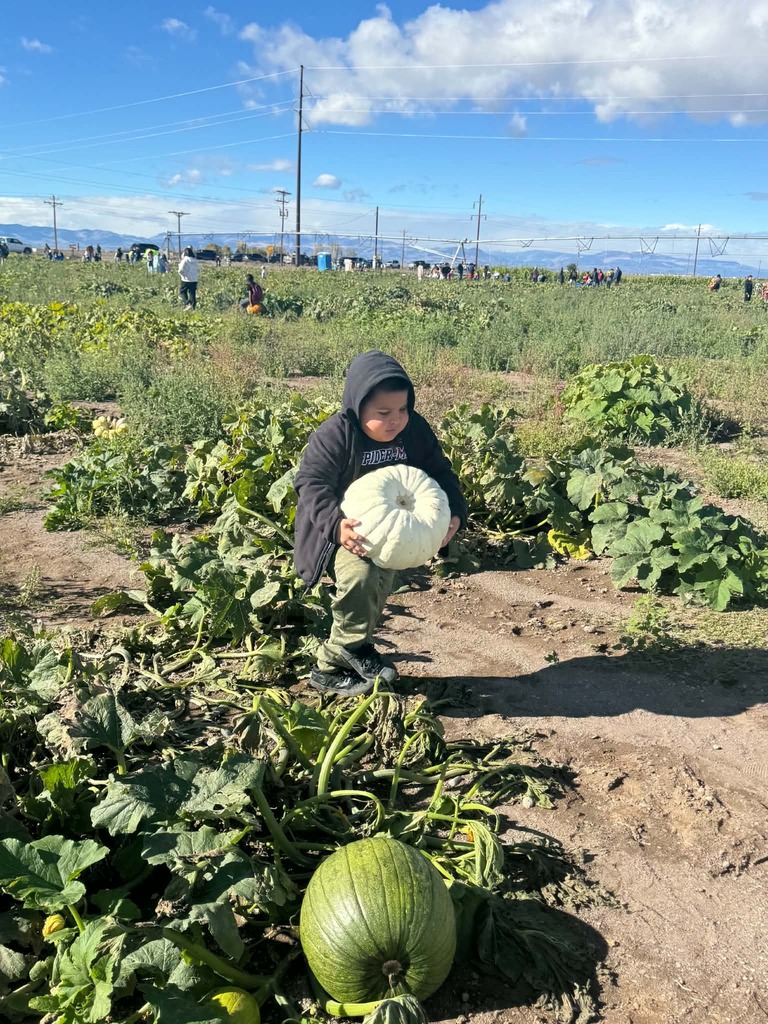 Photo: Pumpkin Patch Field Trip - Students picking out pumpkins to take home!
