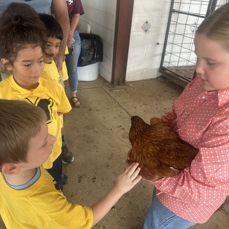 petting an animal