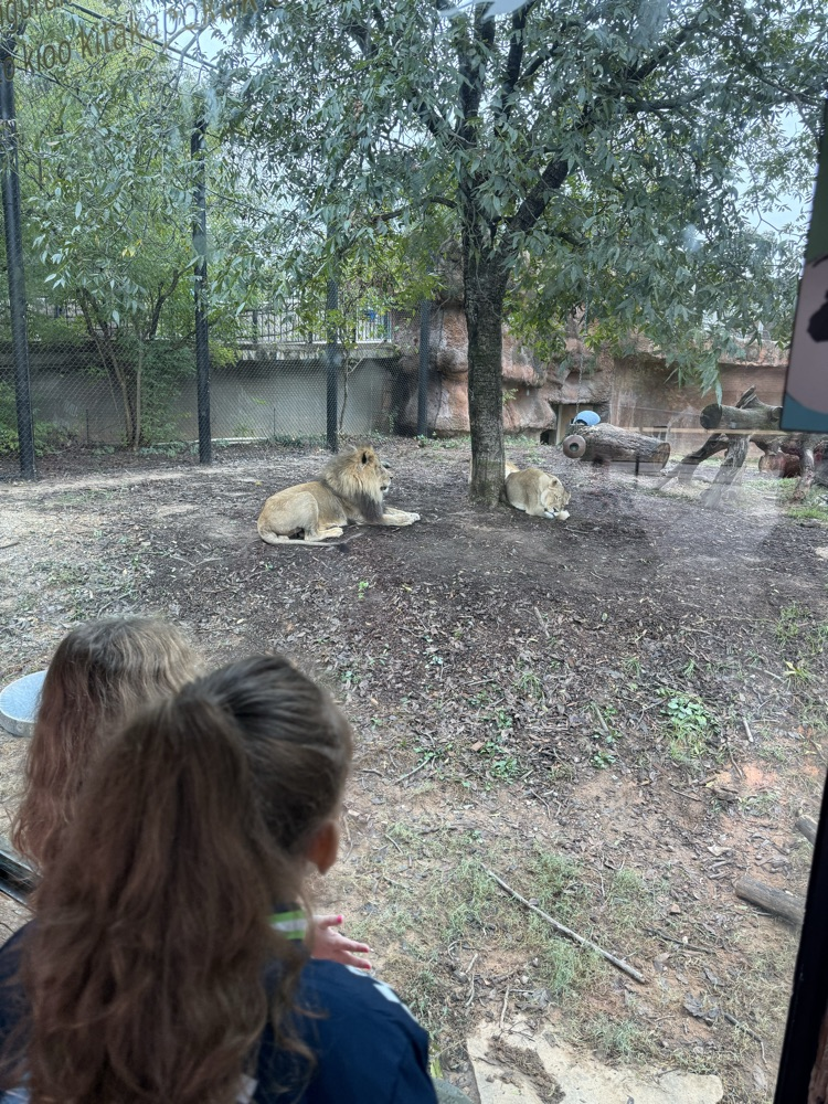 students watching the lions