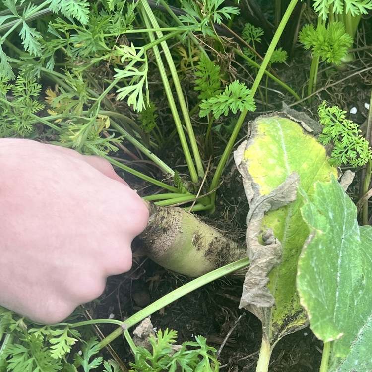pulling a carrot out of ground