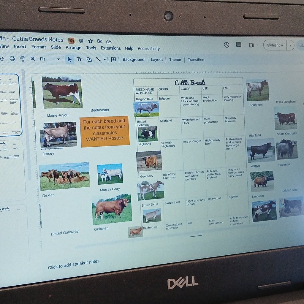 Laptop screen displaying a Cattle Breeds Google Slides presentation with student notes chart showing breed name, origin, color, use, and facts for South Dearborn High School Animal Science class.