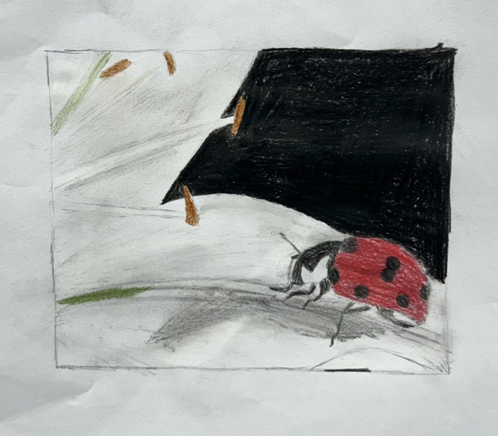 Macro-inspired colored pencil drawing of a red ladybug crawling on a pale petal beside a black shadow, by a South Dearborn art student.
