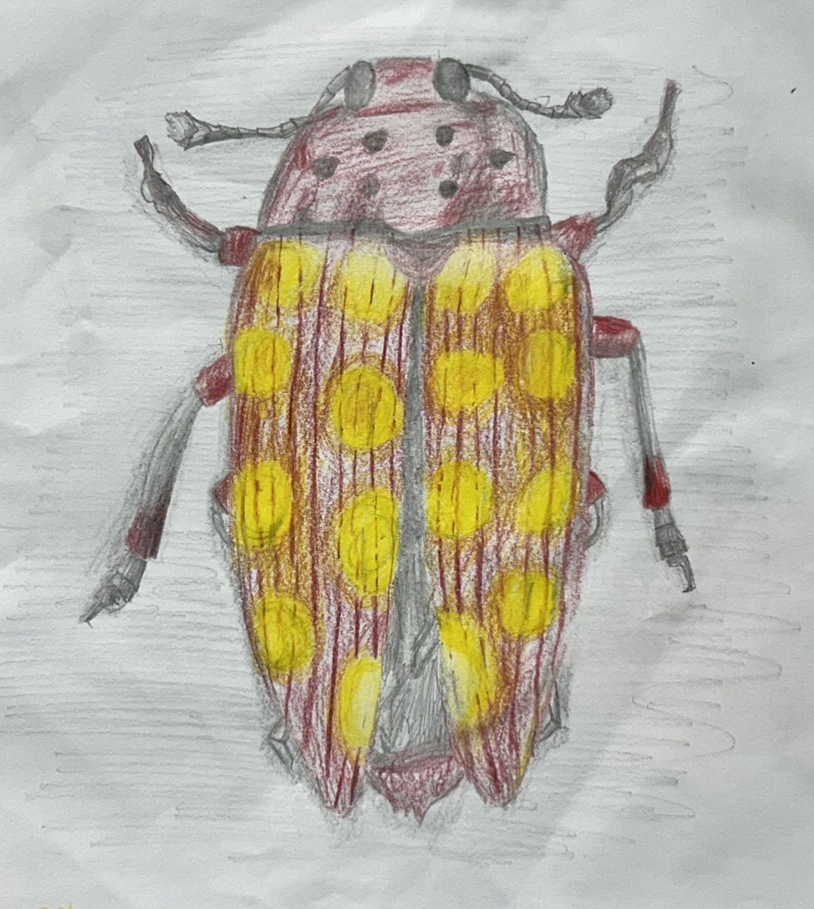 Detailed student colored pencil drawing of a red beetle with yellow spots, showing layering and blending in Mr. Muddiman's art class.