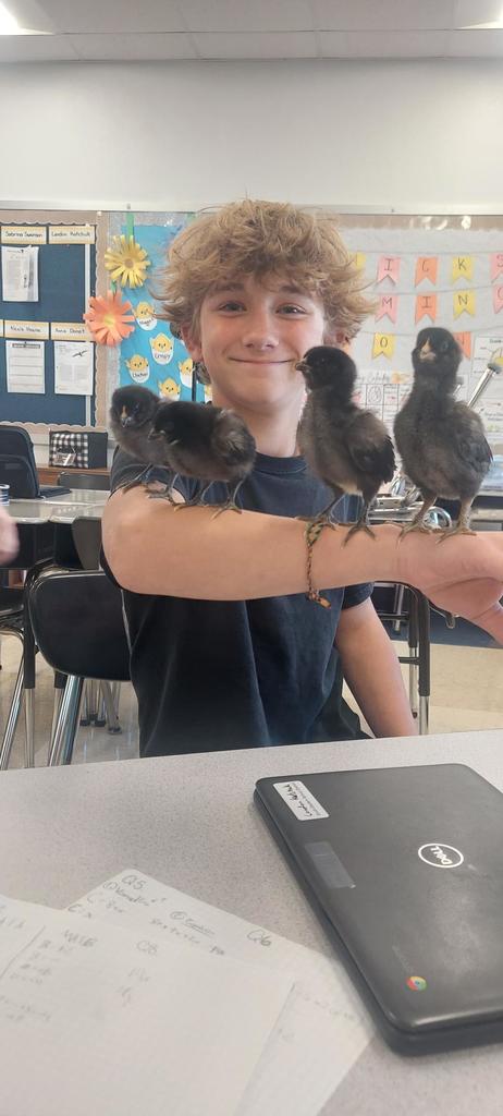 A student holding four baby chicks on his arm.