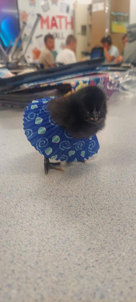 A baby chick with a skirt made from a cupcake paper.