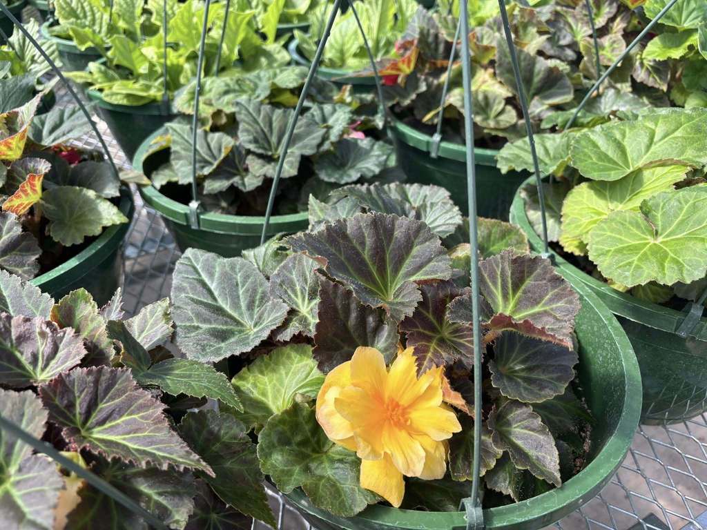 Flowers in the greenhouse
