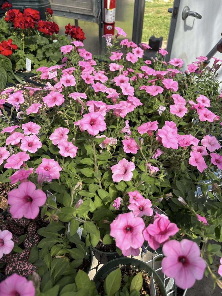 Flowers in the greenhouse