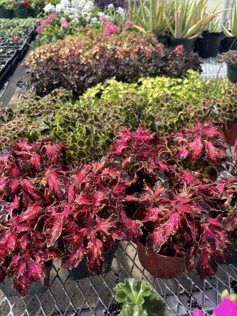Flowers in the greenhouse