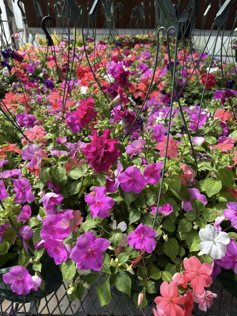 Flowers in the greenhouse