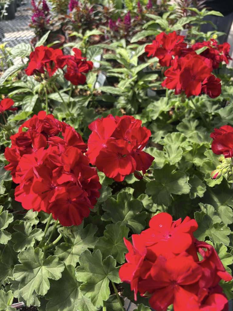 Flowers in the greenhouse