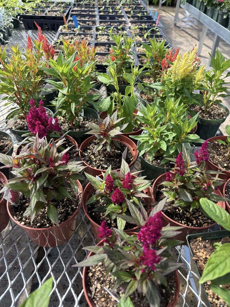Flowers in the greenhouse