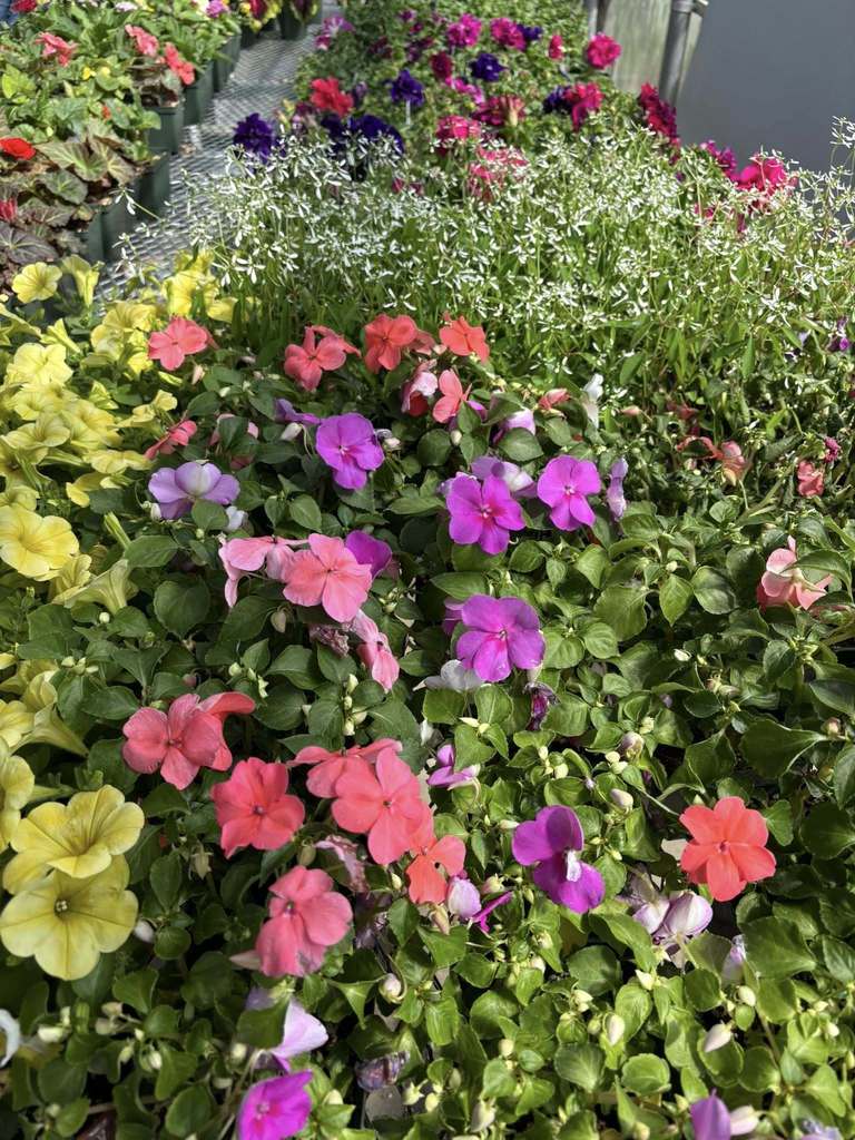 Flowers in the greenhouse