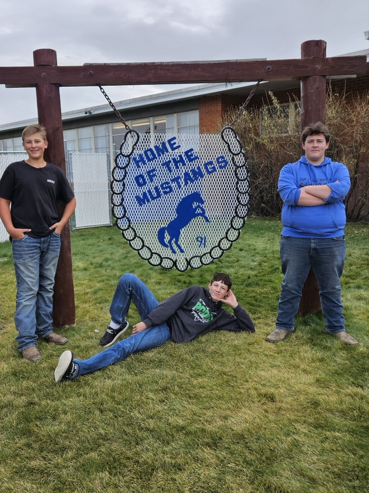 mustangs