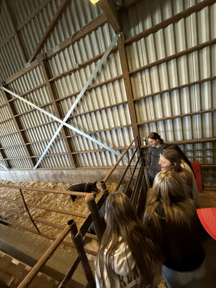 gathered around pig pen