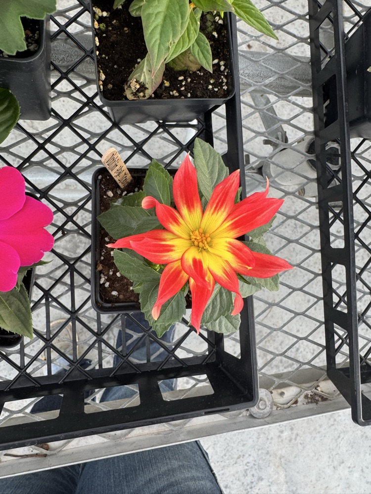 plant sale