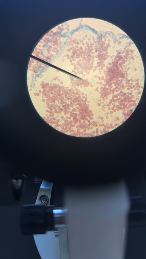 Mrs. Hamilton’s Foundations of Biology students explored the microscopic world