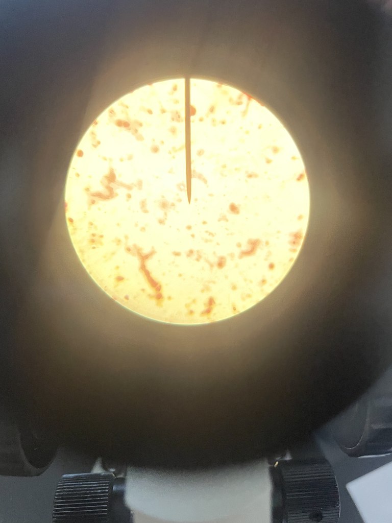 Mrs. Hamilton’s Foundations of Biology students explored the microscopic world