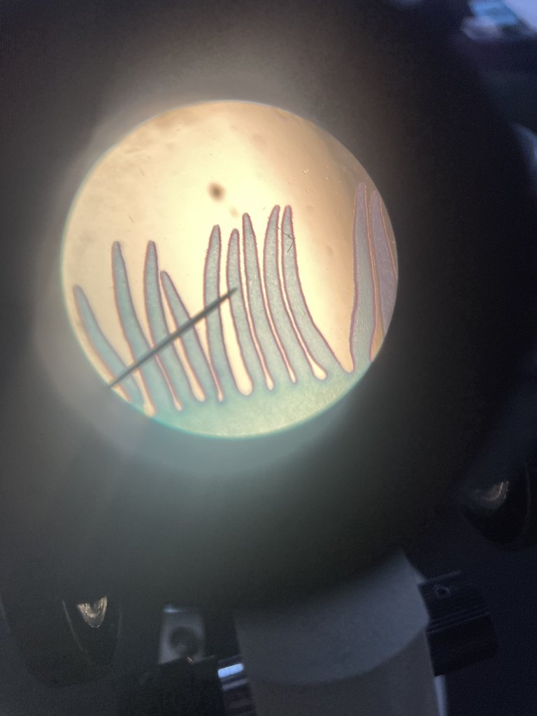 Mrs. Hamilton’s Foundations of Biology students explored the microscopic world