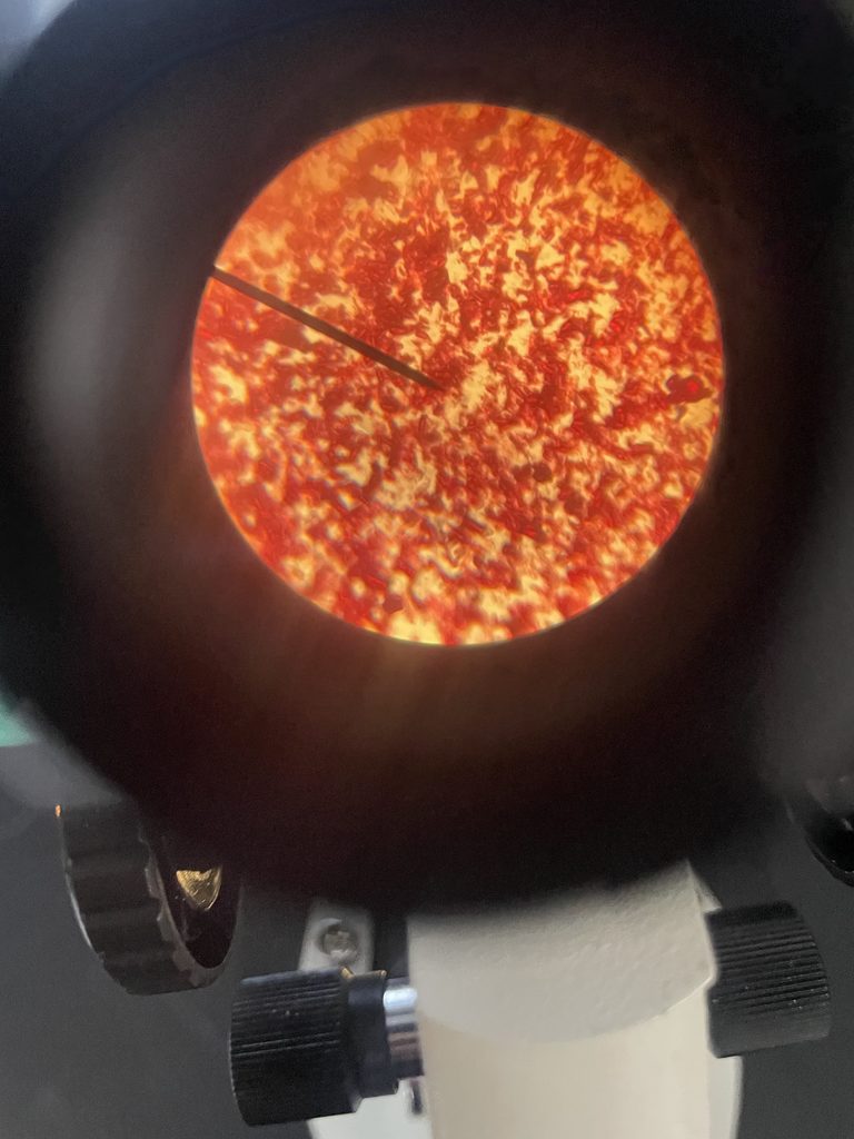 Mrs. Hamilton’s Foundations of Biology students explored the microscopic world